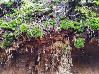 Trees growing in forest