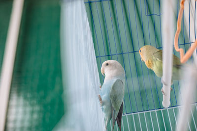 Side view of agapornis inside a cage