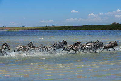 View of horses in lake against sky