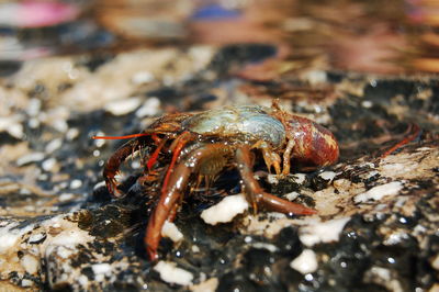 Close-up of hermit crab on rock