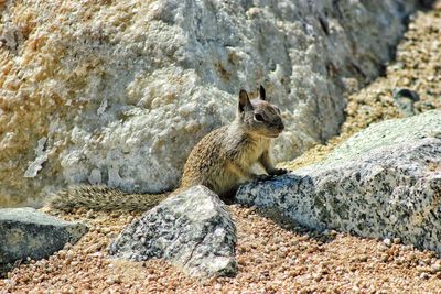 Side view of squirrel on rock