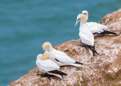 Birds perching on rock