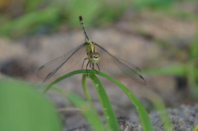 Close-up of insect on leaf