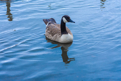 High angle view of duck swimming on lake