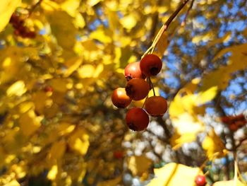 Close-up of fruits on tree