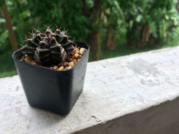 Close-up of potted plant on table