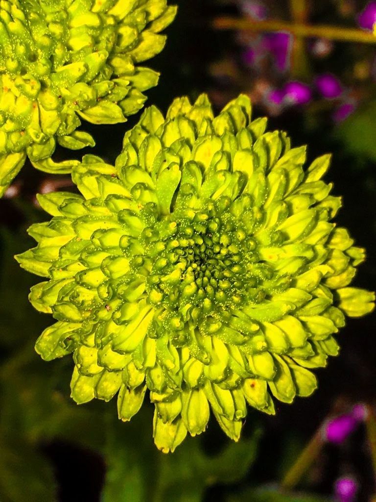 CLOSE-UP OF YELLOW FLOWER PLANT