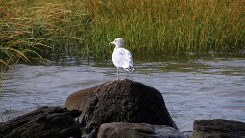 Seagull perching on rock by lake