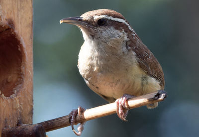 Close-up of bird perching on branch