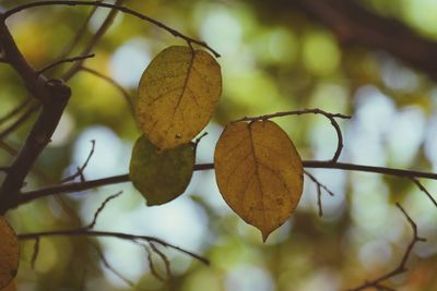 Close-up of leaves on branch