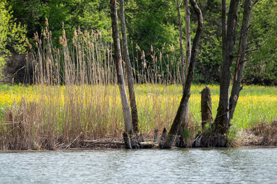 Scenic view of lake in forest