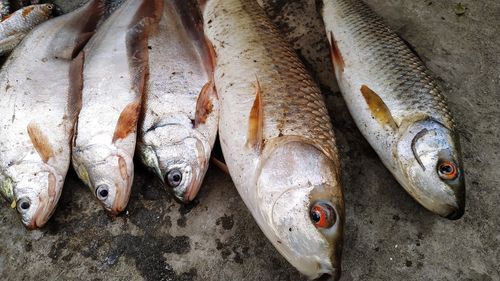 High angle view of fish for sale in market