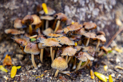fungus