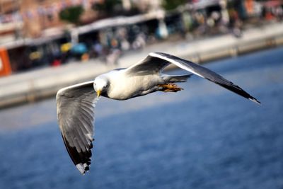 Close-up of seagull flying over sea