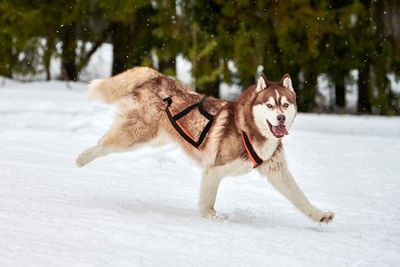 Running husky dog on sled dog racing. winter dog sport sled team competition. siberian husky dog