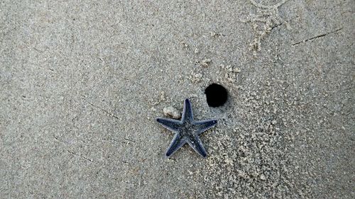 High angle view of starfish on sand