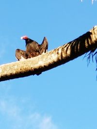 Low angle view of bird perching against blue sky