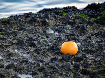 Close-up of orange on rock