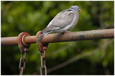 Close-up of bird perching on metal