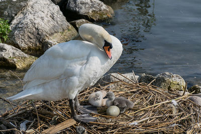 Mute swan with cygnets in nest at lakeshore
