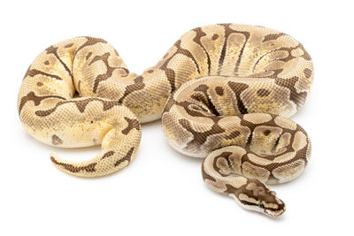 Close-up of an animal over white background