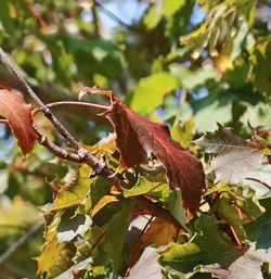 Close-up of leaves