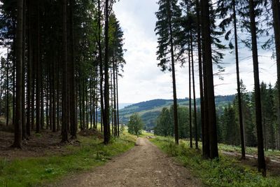Road amidst trees in forest against sky