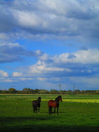 Horses in a field