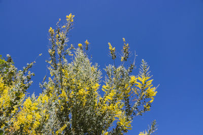 Low angle view of yellow flowers blooming against clear blue sky