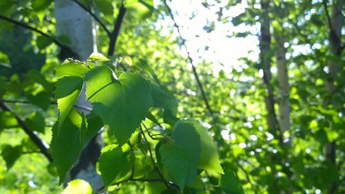 Low angle view of leaves on tree