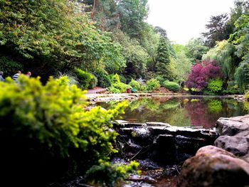 Scenic view of lake in forest