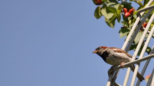 Low angle view of bird perching on a tree
