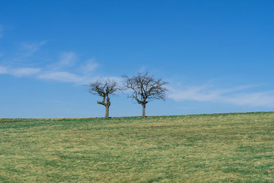 Bare tree on field against sky