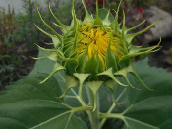 Close-up of plant