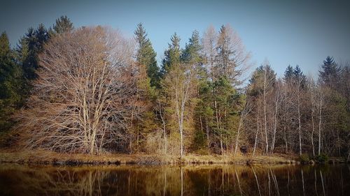 Trees by lake in forest against sky