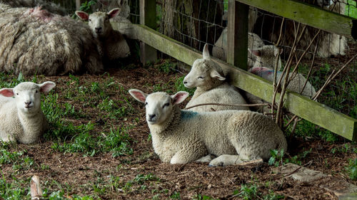 Counting sheep at night 