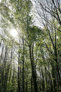 Low angle view of bamboo trees in forest