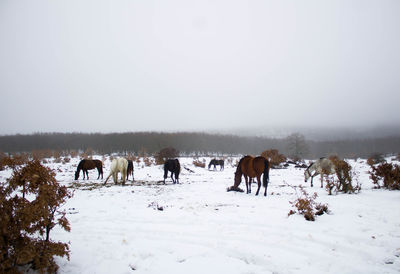 General shot of a group of horses eating in the snow