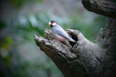 Scenic view of a bird perching on tree