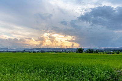 Scenic view of field against sky during sunset