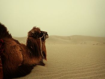 Horse on sand dune in desert against sky