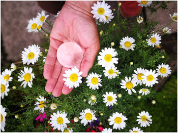 Close-up of hand holding flowering plant