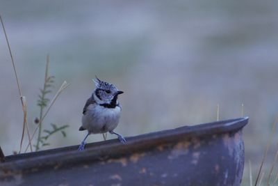 Close-up of bird perching on wood