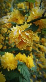 Close-up of yellow flowers blooming outdoors