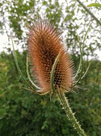 Close-up of fresh plant