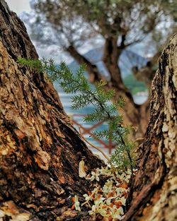 Low angle view of tree against sky