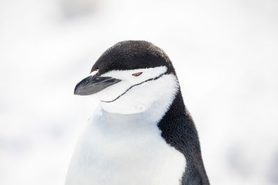 Close-up of penguin during winter