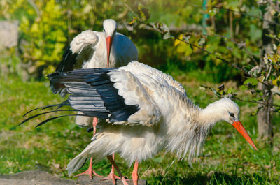 View of birds on land