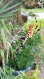 Close-up of spider on web