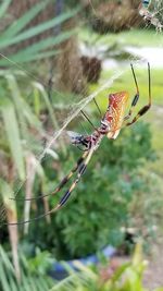 Close-up of spider on web